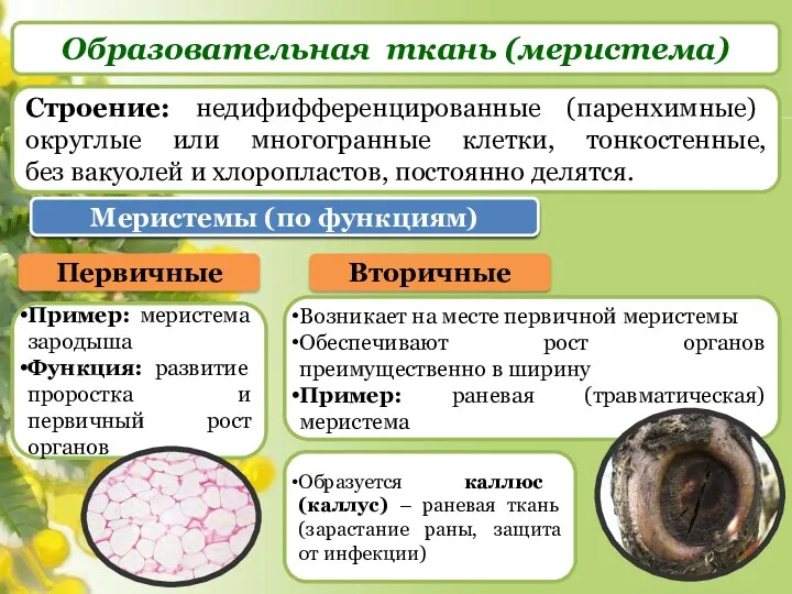 Образовательная ткань (меристема) Строение: недифифференцированные (паренхимные) округлые или многогранные клетки,