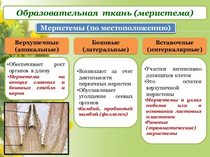 Образовательная ткань (меристема) Меристемы (по местоположению) Верхушечные (апикальные) Обеспечивает рост