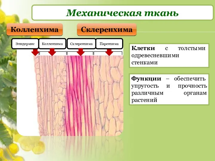 Механическая ткань Колленхима Склеренхима Колленхима Склеренхима Клетки с толстыми одревесневшими