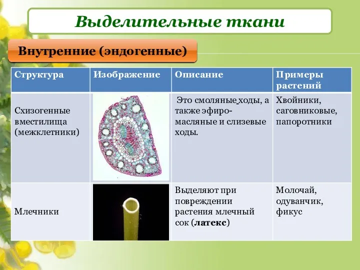 Выделительные ткани Внутренние (эндогенные)