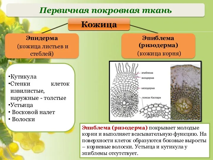 Первичная покровная ткань Кутикула Стенки клеток извилистые, наружные - толстые