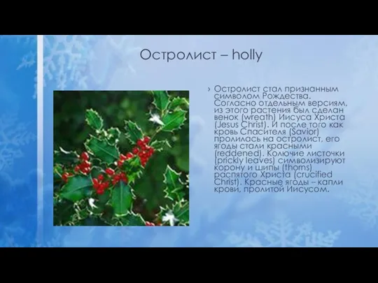 Остролист – holly Остролист стал признанным символом Рождества. Согласно отдельным версиям, из этого
