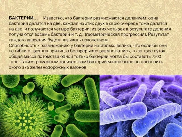 БАКТЕРИИ… Известно, что бактерии размножаются делением: одна бактерия делится на две; каждая из