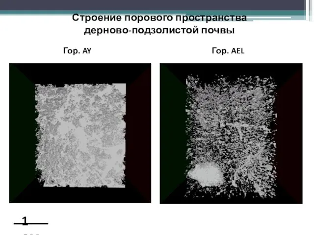 Строение порового пространства дерново-подзолистой почвы Гор. AY Гор. AEL 1 см