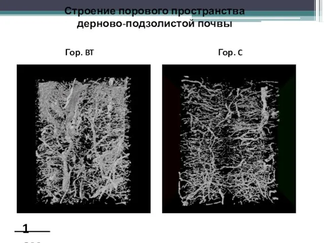 1 см Строение порового пространства дерново-подзолистой почвы Гор. BT Гор. C
