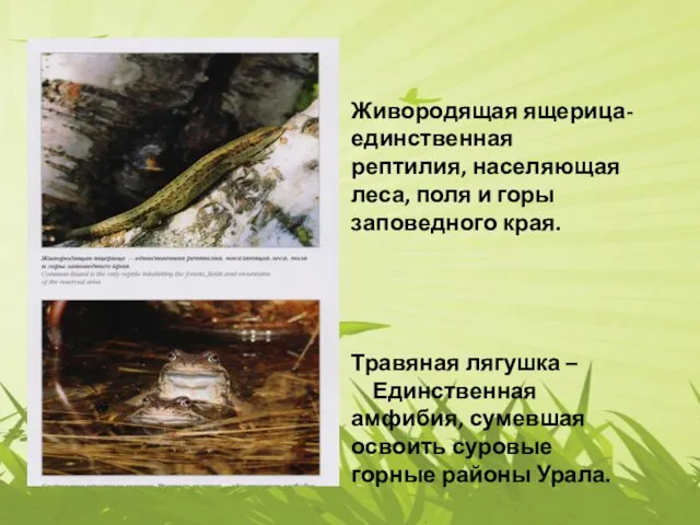 Живородящая ящерица- единственная рептилия, населяющая леса, поля и горы заповедного края. Травяная лягушка