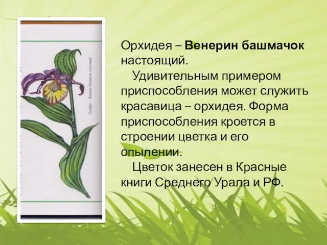 Орхидея – Венерин башмачок настоящий. Удивительным примером приспособления может служить красавица – орхидея.