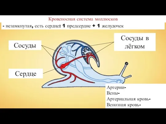 Кровеносная система моллюсков Сердце Сосуды Сосуды в лёгком Артерии- Вены- Артериальная кровь- Венозная
