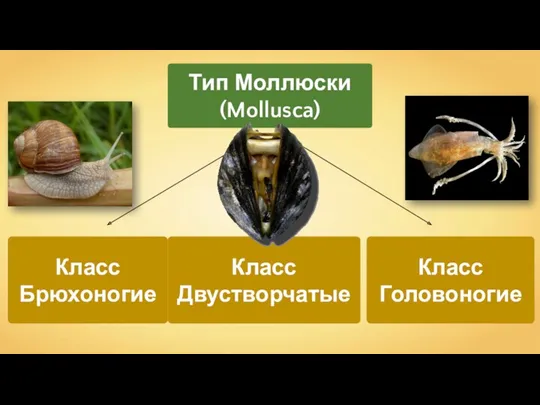 Класс Брюхоногие Тип Моллюски (Mollusca) Класс Головоногие Класс Двустворчатые