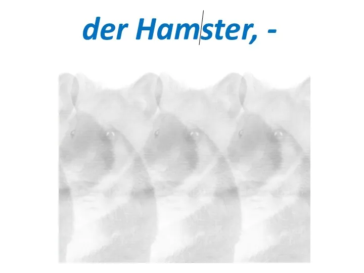der Hamster, -