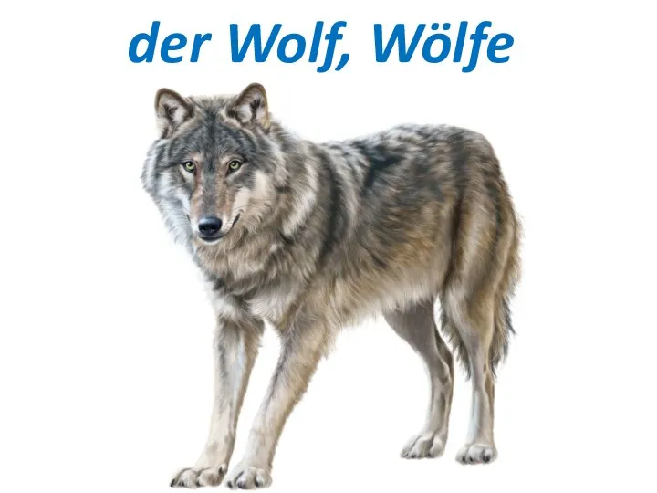der Wolf, Wölfe