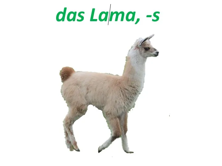das Lama, -s