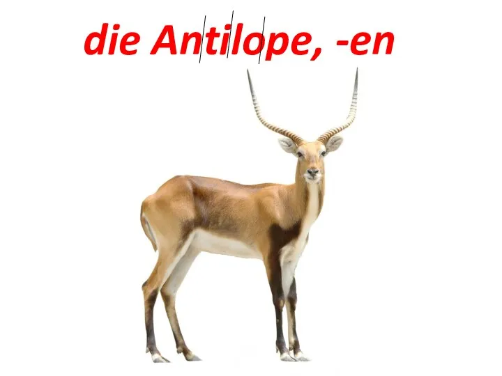 die Antilope, -en