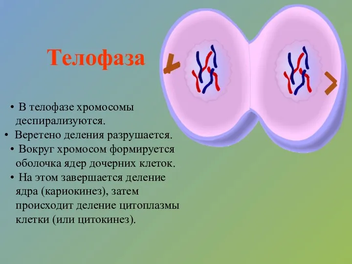 Телофаза В телофазе хромосомы деспирализуются. Веретено деления разрушается. Вокруг хромосом формируется оболочка ядер