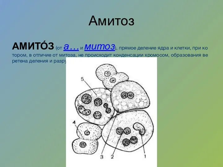 Амитоз АМИТО́З (от а… и ми­тоз), пря­мое де­ле­ние яд­ра и клет­ки, при ко­то­ром,
