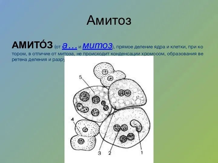 Амитоз АМИТО́З (от а… и ми­тоз), пря­мое де­ле­ние яд­ра и