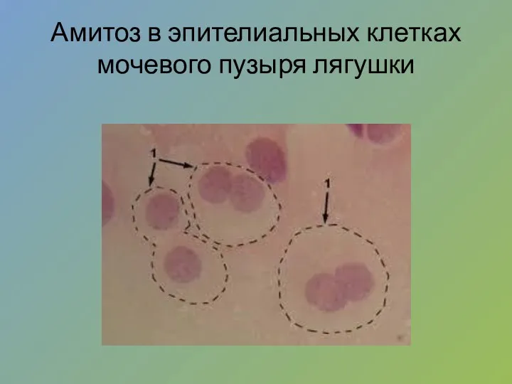 Амитоз в эпителиальных клетках мочевого пузыря лягушки