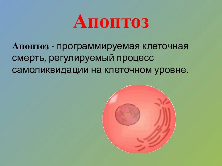 Апоптоз Апоптоз - программируемая клеточная смерть, регулируемый процесс самоликвидации на клеточном уровне.