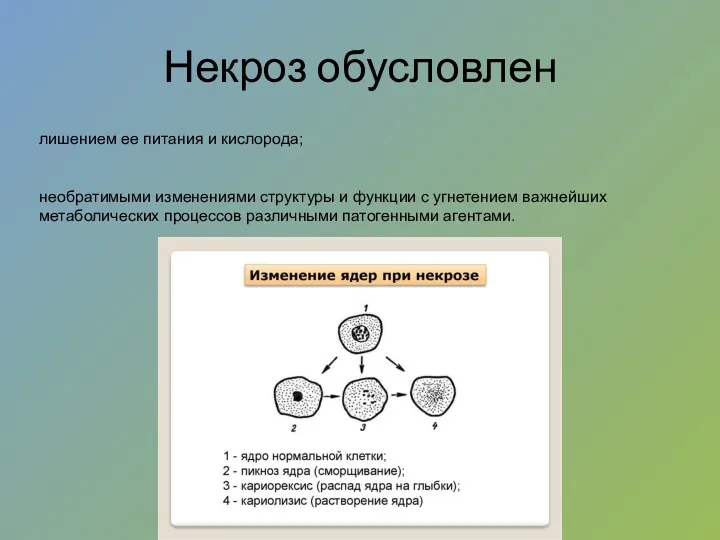 Некроз обусловлен лишением ее питания и кислорода; необратимыми изменениями структуры и функции с