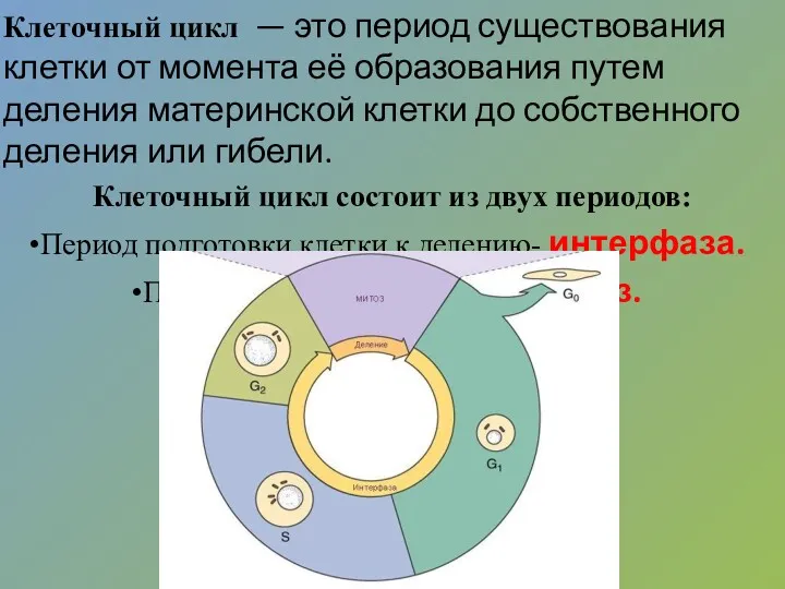 Клеточный цикл — это период существования клетки от момента её образования путем деления