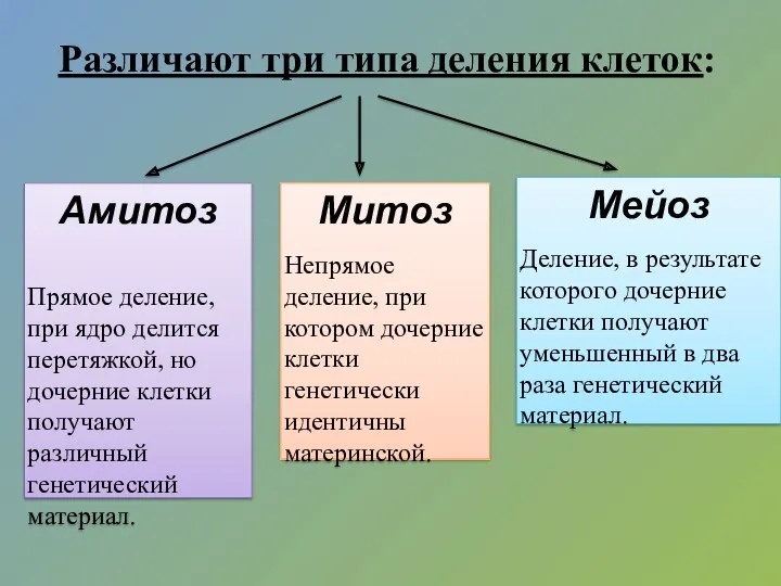 Различают три типа деления клеток: Амитоз Прямое деление, при ядро делится перетяжкой, но