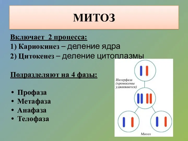 МИТОЗ Включает 2 процесса: 1) Кариокинез – деление ядра 2) Цитокенез – деление