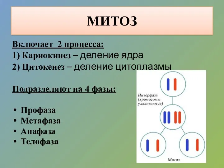 МИТОЗ Включает 2 процесса: 1) Кариокинез – деление ядра 2)