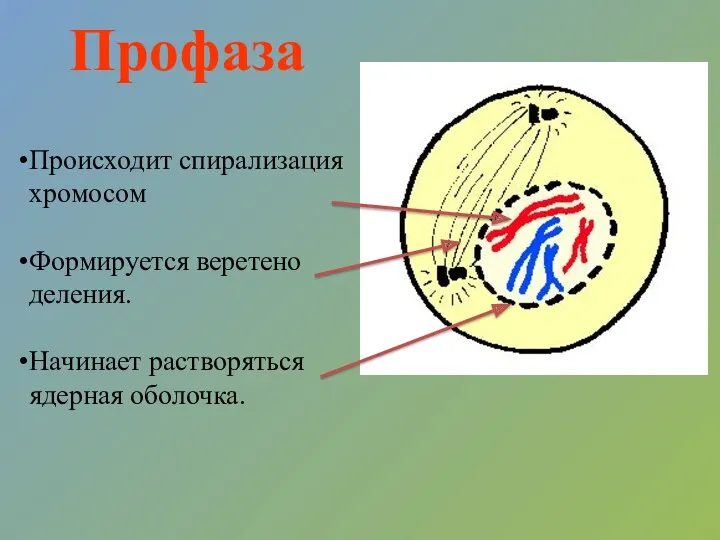 Профаза Происходит спирализация хромосом Формируется веретено деления. Начинает растворяться ядерная оболочка.