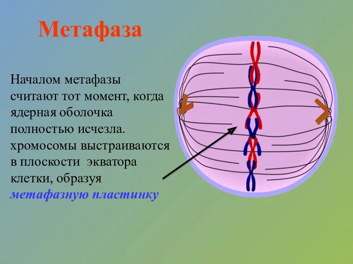 Метафаза Началом метафазы считают тот момент, когда ядерная оболочка полностью исчезла. хромосомы выстраиваются