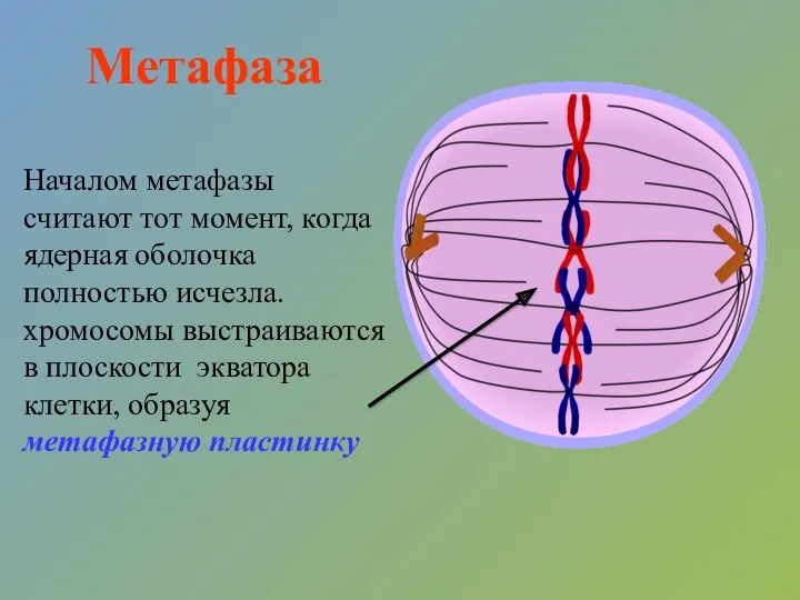 Метафаза Началом метафазы считают тот момент, когда ядерная оболочка полностью