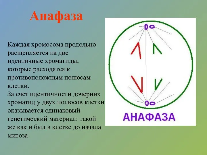 Анафаза Каждая хромосома продольно расщепляется на две идентичные хроматиды, которые