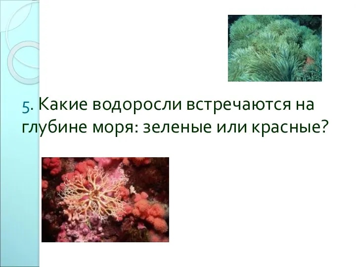 5. Какие водоросли встречаются на глубине моря: зеленые или красные?