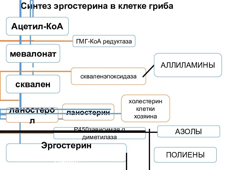 Синтез эргостерина в клетке гриба