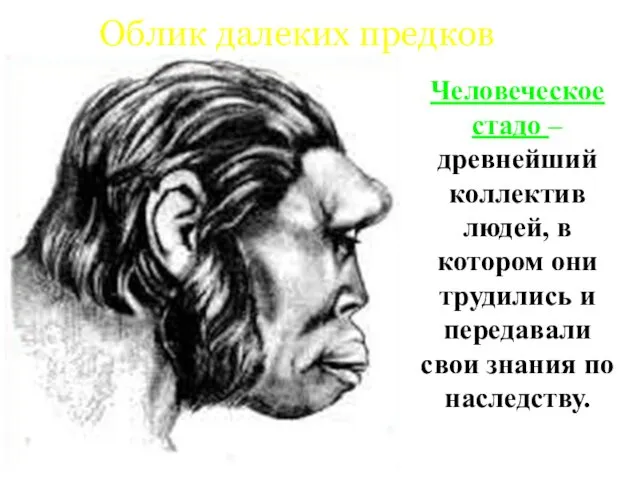 Облик далеких предков Человеческое стадо – древнейший коллектив людей, в