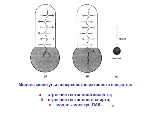 Модель молекулы поверхностно-активного вещества: а — строение гептановой кислоты; б – строение гептанового