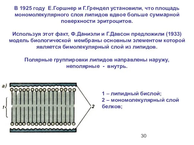 В 1925 году Е.Горшнер и Г.Грендел установили, что площадь мономолекулярного слоя липидов вдвое