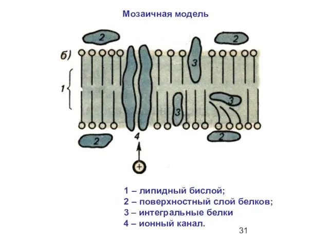 1 – липидный бислой; 2 – поверхностный слой белков; 3 – интегральные белки