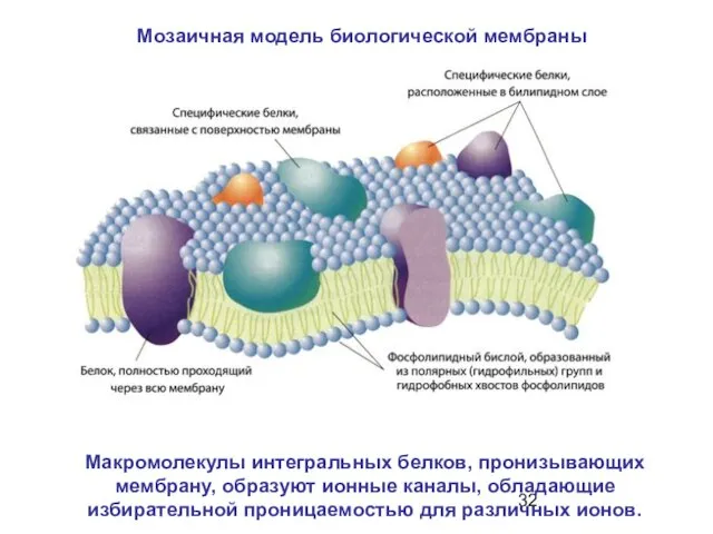 Мозаичная модель биологической мембраны Макромолекулы интегральных белков, пронизывающих мембрану, образуют ионные каналы, обладающие