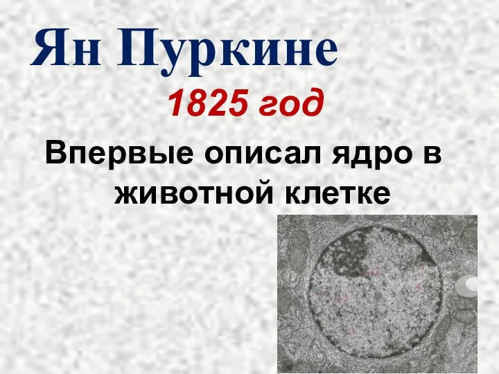 Ян Пуркине 1825 год Впервые описал ядро в животной клетке