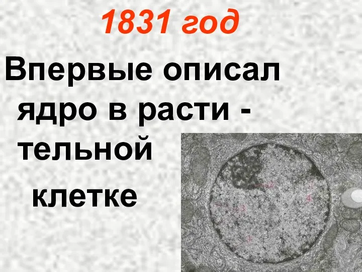 1831 год Впервые описал ядро в расти -тельной клетке