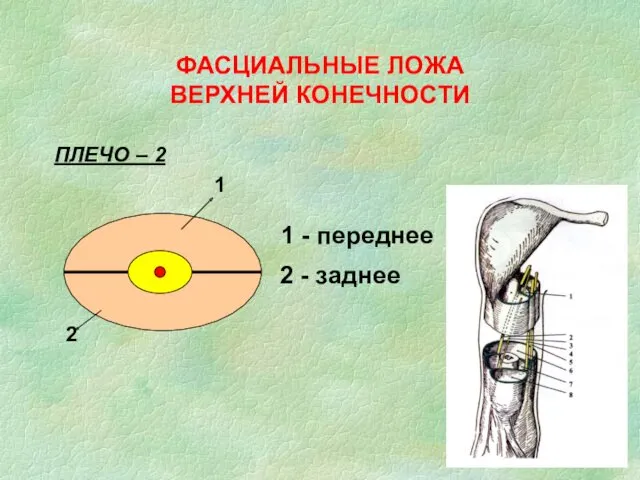 ФАСЦИАЛЬНЫЕ ЛОЖА ВЕРХНЕЙ КОНЕЧНОСТИ ПЛЕЧО – 2 1 2 1 - переднее 2 - заднее