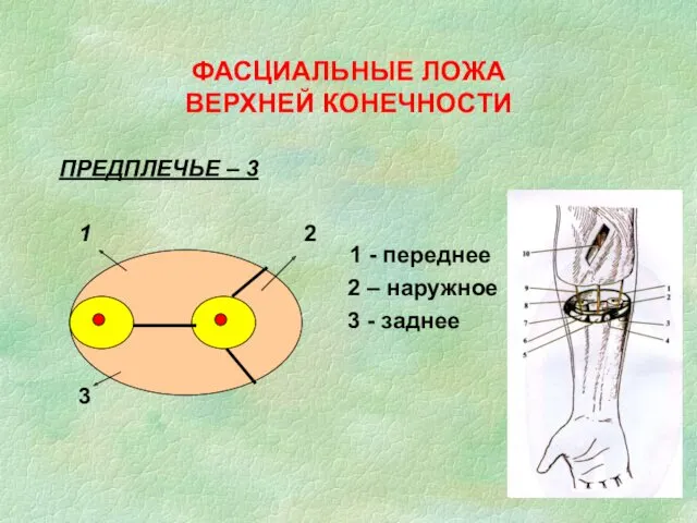 ФАСЦИАЛЬНЫЕ ЛОЖА ВЕРХНЕЙ КОНЕЧНОСТИ ПРЕДПЛЕЧЬЕ – 3 1 2 3