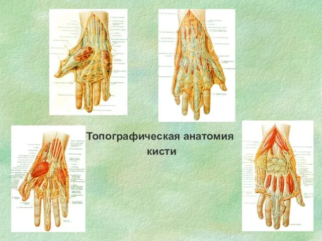 Топографическая анатомия кисти