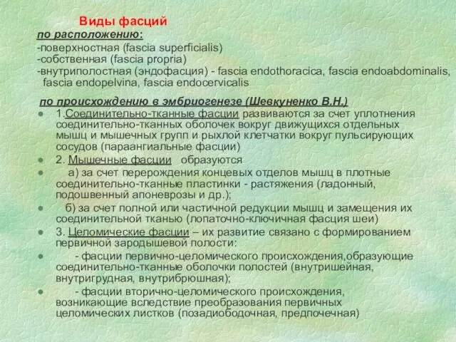 по происхождению в эмбриогенезе (Шевкуненко В.Н.) 1.Соединительно-тканные фасции развиваются за