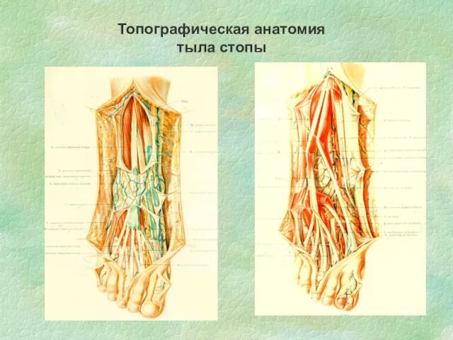 Топографическая анатомия тыла стопы