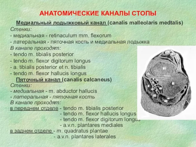 АНАТОМИЧЕСКИЕ КАНАЛЫ СТОПЫ Медиальный лодыжковый канал (canalis malleolaris medtalis) Стенки: