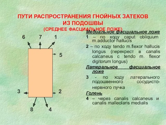 ПУТИ РАСПРОСТРАНЕНИЯ ГНОЙНЫХ ЗАТЕКОВ ИЗ ПОДОШВЫ (СРЕДНЕЕ ФАСЦИАЛЬНОЕ ЛОЖЕ) Медиальное