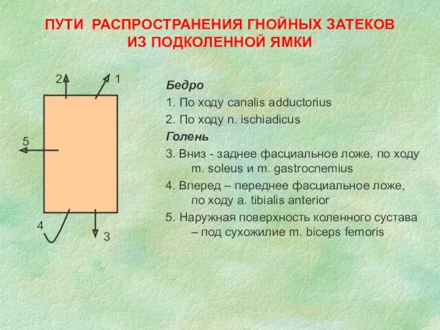 ПУТИ РАСПРОСТРАНЕНИЯ ГНОЙНЫХ ЗАТЕКОВ ИЗ ПОДКОЛЕННОЙ ЯМКИ Бедро 1. По