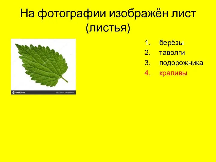 На фотографии изображён лист (листья) берёзы таволги подорожника крапивы