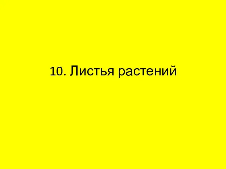 10. Листья растений